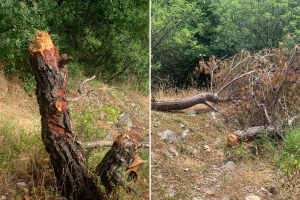 Netko sjekirom uništava drveće na riječkom području?