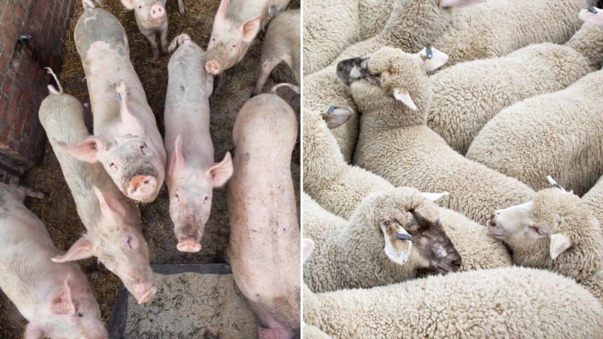 Rast cene prasadi i jagnjadi - gde se nudi više?