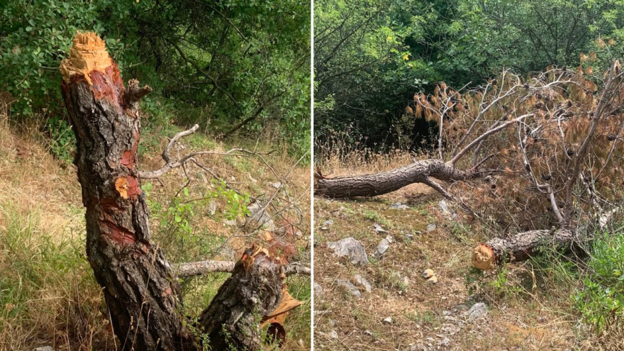 Netko sjekirom uništava drveće na riječkom području?