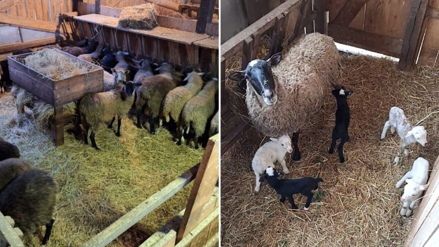 Čudo u ovčarniku Tomislava Medunića - stigle šestorke!