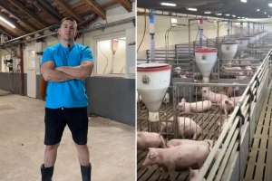 Kod farmera Stefana: Samo petoro ljudi brine o 6.000 svinja