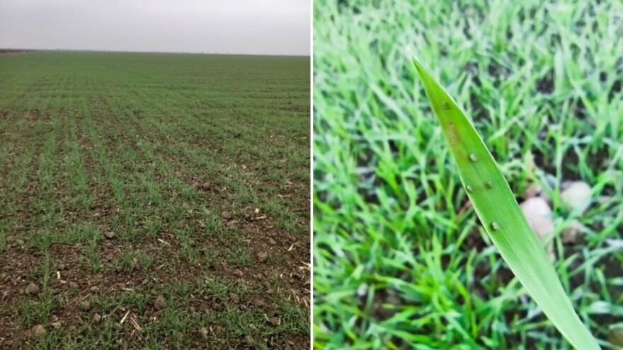 Kakvo je stanje ozimih žita u okolini Pančeva i Loznice? Ima li glodara?