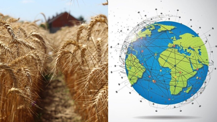 Pšenica, trava koja hrani 70 posto stanovništva svijeta