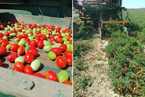 Udruga Črleno srce okupila 12 proizvođača rajčice, već je dogovorena isporuka za Podravku