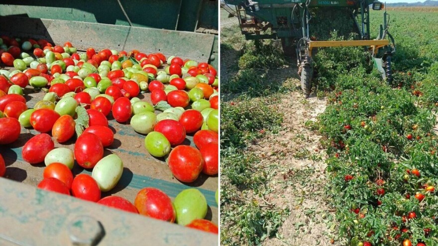 Udruga Črleno srce okupila 12 proizvođača rajčice, već je dogovorena isporuka za Podravku