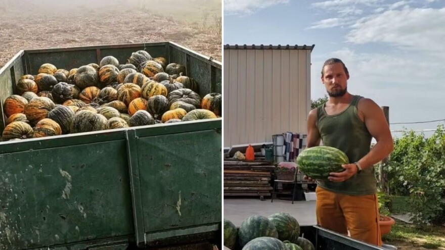 Sjemenke, ulje i proteinski prah - sve to dolazi od bundeva s OPG-a Knezičić