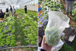 Salata vam gubi kvalitet? Razlog je u sitnici koju zanemarujete