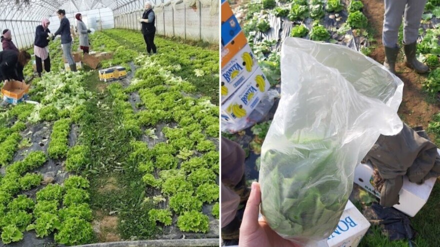 Salata vam gubi kvalitet? Razlog je u sitnici koju zanemarujete