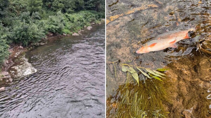 Federalni inspektorat o pomoru ribe: Nije uočeno zamućenje, čekamo rezultate analiza