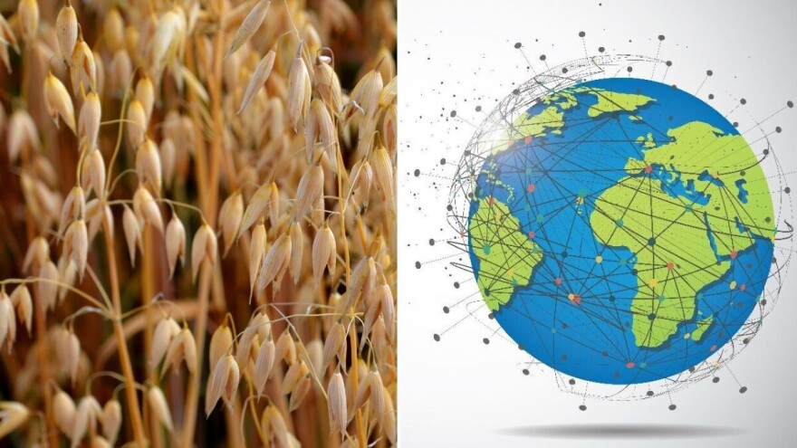 Zob: Hranjiva žitarica s dugom povijesti