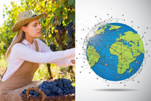 Grožđe, od antičkih vinograda do globalnog biznisa teškog milijarde dolara