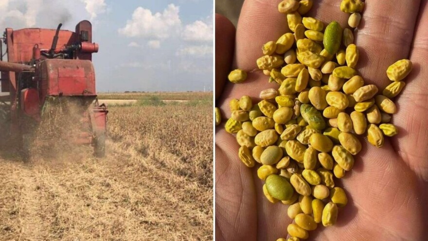 Ratari očajni: Prinos soje negde jedva 100 kg po jutru, gubici ogromni