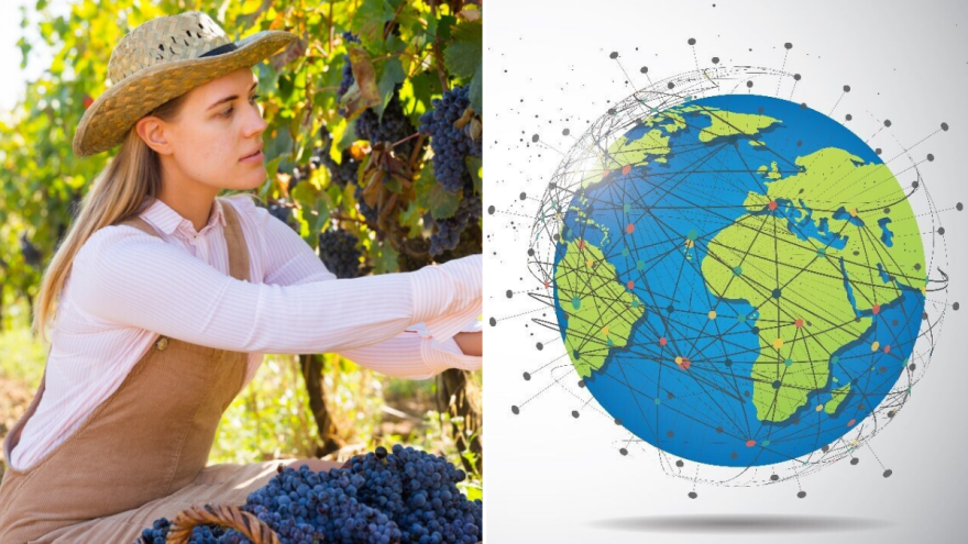 Grožđe, od antičkih vinograda do globalnog biznisa teškog milijarde dolara