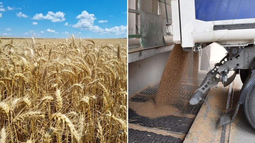 Zašto bi ratari trebali razmišljati o masovnijoj prodaji žitarica i uljarica “na zeleno”?