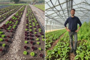 Biointenzivne gredice - manji utjecaj klimatskih promjena i veći prinos u eko proizvodnji