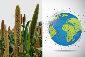 Proso: Ekološka žitarica s velikim nutritivnim i gospodarskim potencijalom