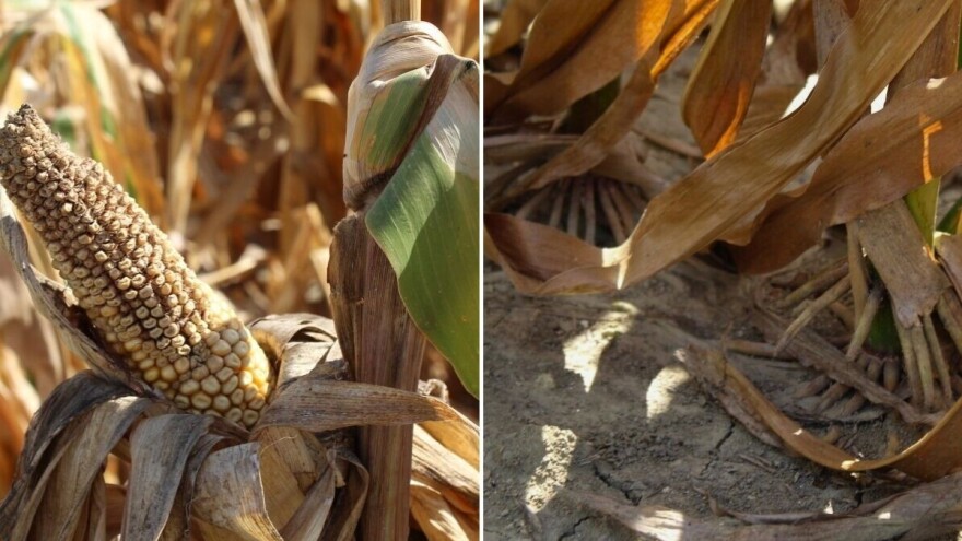 Pitali smo RHMZ: Kada se proglašava elementarna nepogoda zbog suše? Evo odgovora