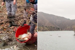 Jezero Međuvršje bogatije za 500 kg šarana