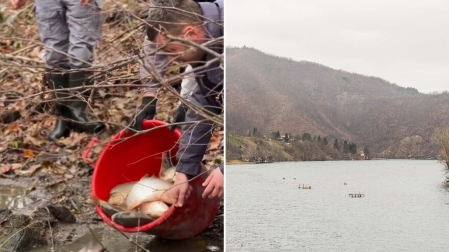 Jezero Međuvršje bogatije za 500 kg šarana
