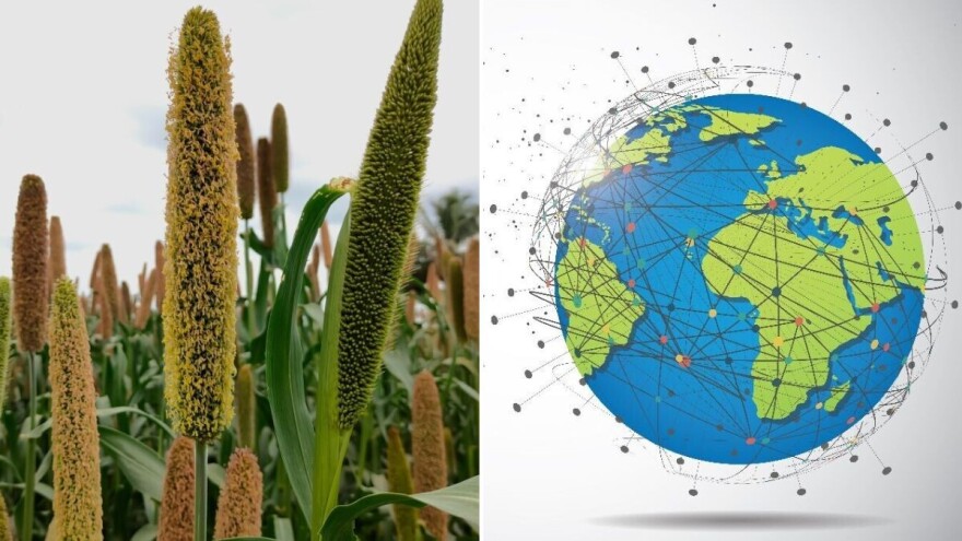 Proso: Ekološka žitarica s velikim nutritivnim i privrednim potencijalom