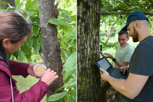 Ugrožavaju ju štetnici i klimatske promjene, pokrenut projekt očuvanja kestenove šume