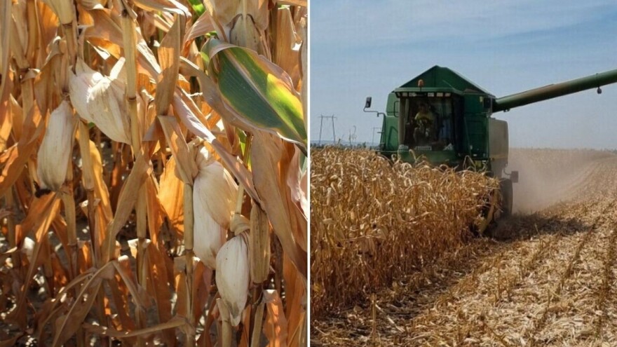 Rod kukuruza umanjen za 30 odsto, a vlaga rekordno niska