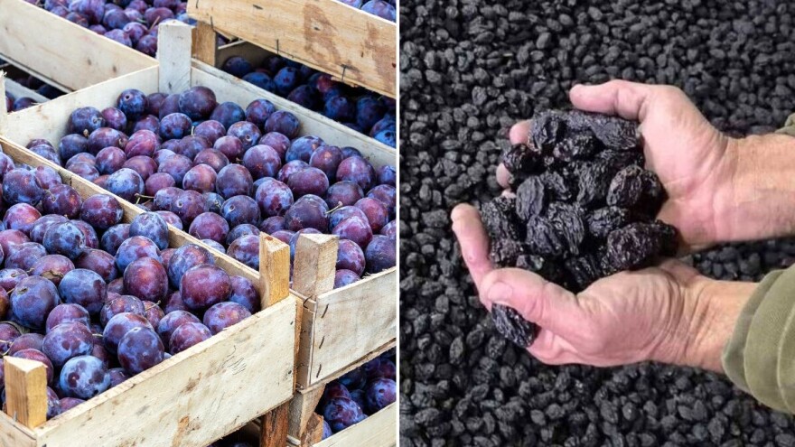 Godina kada je sirova šljiva bila skuplja od suve