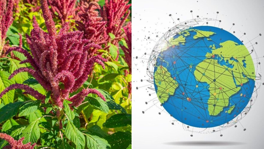 Amarant: Hrana za bogove drevnih civilizacija Maya, Azteka i Inka