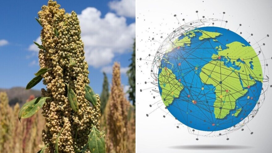 Kvinoja: Zdravlje na tanjuru s planinskog lanca Anda