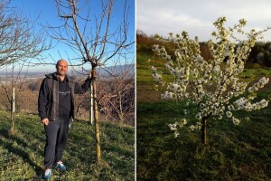 Rane sorte Tihomira Tucmana: Ne padam u očaj zbog klasičnog mraza, ali hladna fronta...