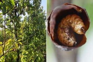 Kruškin cvjetojed kreće u napad: Kako ga prepoznati i suzbiti?