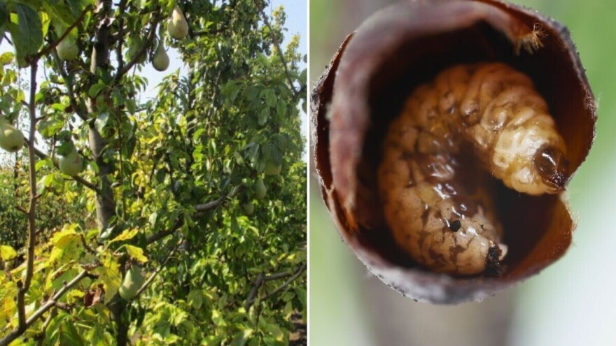 Kruškin cvjetojed kreće u napad: Kako ga prepoznati i suzbiti?