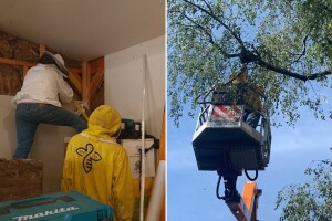 Hitna pčelarska služba 112: Spas za građane, ali i same pčele