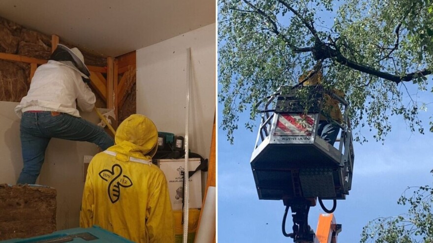 Hitna pčelarska služba 112: Spas za građane, ali i same pčele