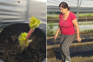 Biljana s razlogom nije posadila jagode u avgustu, evo zašto to tek radi i koju sortu bira