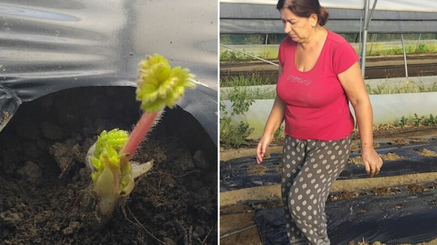 Biljana s razlogom nije posadila jagode u avgustu, evo zašto to tek radi i koju sortu bira