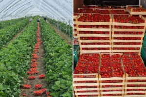 Želiš domaće? Dođi, naberi, plati - otvorena samoberba na plantaži Biba OPG-a Pustički