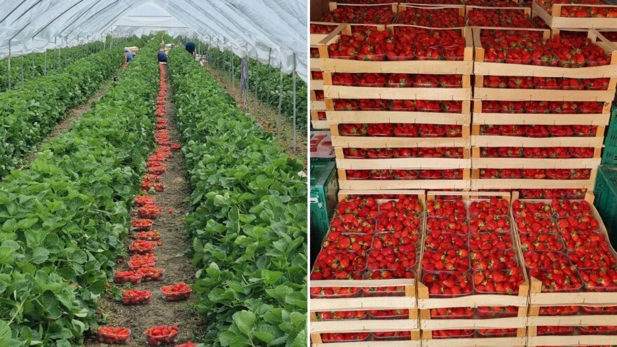 Želiš domaće? Dođi, naberi, plati - otvorena samoberba na plantaži Biba OPG-a Pustički