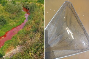 Crveni mulj završio u rijeci Sapni: Stradala populacija klena, mrene, zelenike i vijuna