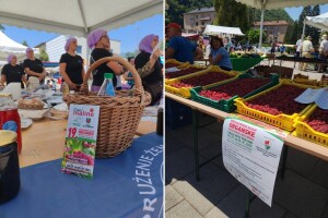 "Dani maline" uz gorku poruku: Uništeno 80% nasada, otkup sve manji