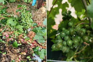 U 15 minuta izrešetani vinogradi i voćnjaci: To nisu samo stabla i loza, to je nečiji život