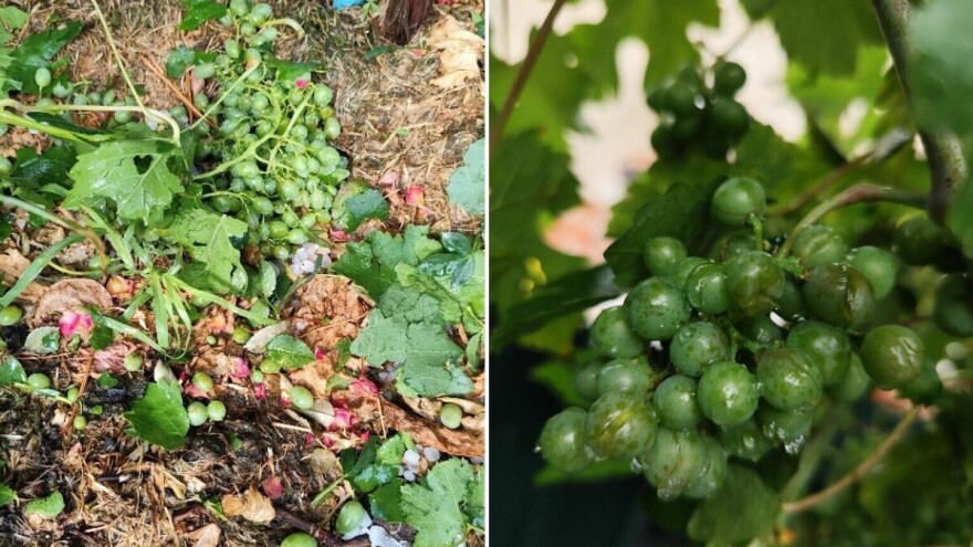 U 15 minuta izrešetani vinogradi i voćnjaci: To nisu samo stabla i loza, to je nečiji život