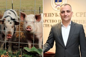 Afrička svinjska kuga potvrđena u Prozor-Rami: RS za sada bez žarišta