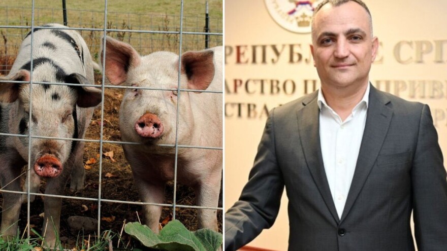 Afrička svinjska kuga potvrđena u Prozor-Rami: RS za sada bez žarišta