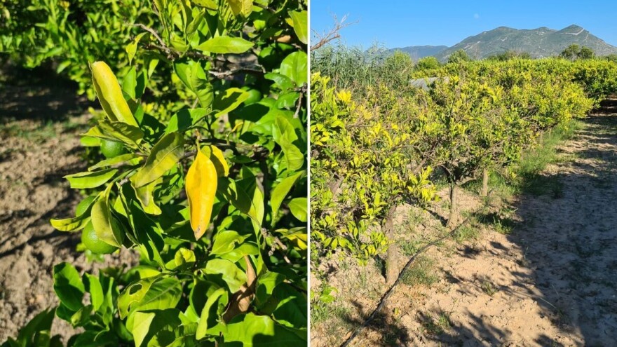 Šta se događa sa stablima mandarina? Požutjelo lišće obilno opada, suše se grane