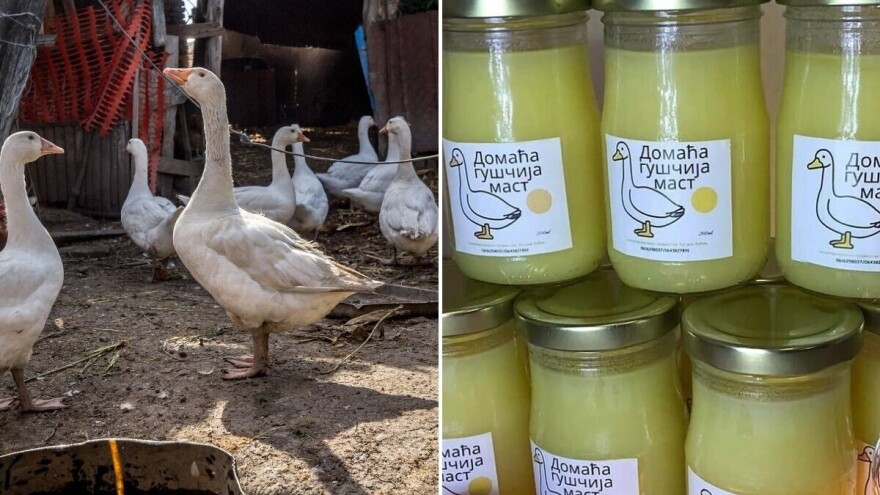 Guščija mast je ljekovita, a kako prepoznati onu pravu?