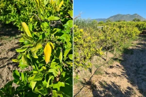 Što se događa sa stablima mandarina? Požutjelo lišće obilno opada, suše se grane