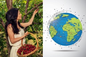 Trešnja: Slatka povijest i globalna sadašnjost
