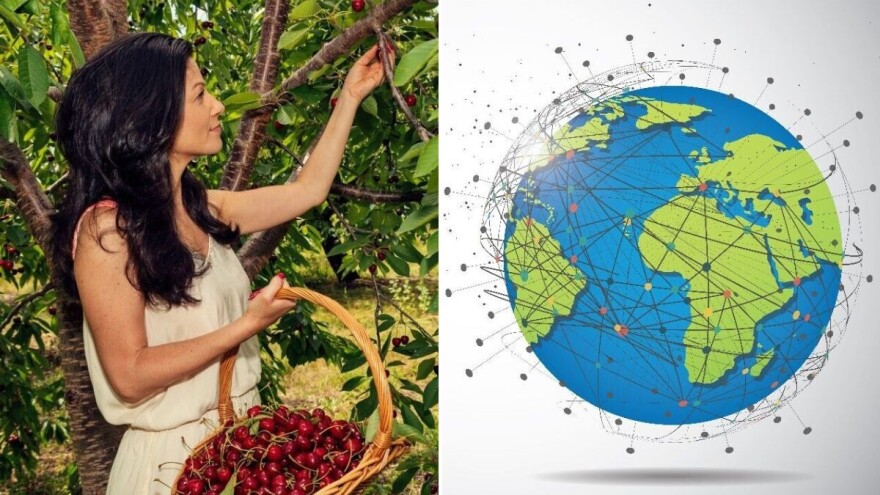 Trešnja: Slatka povijest i globalna sadašnjost