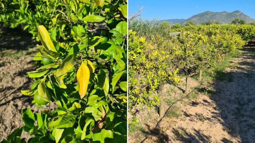 Što se događa sa stablima mandarina? Požutjelo lišće obilno opada, suše se grane